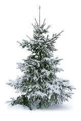 Fir tree. Isolated on white.