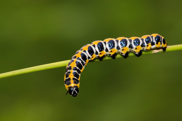 butterfly  larvae on a green plant