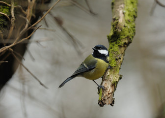 mésange