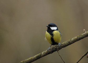 mesange cherbonière 4