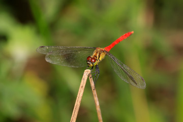 red dragonfly