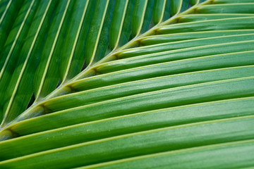 Green coconut leaf