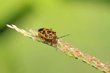 stink bug