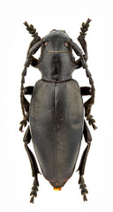 Carinatodorcadion aethiops