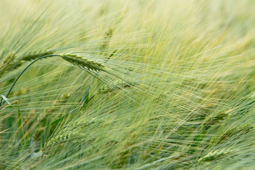 Fototapeta premium background image of green barley field