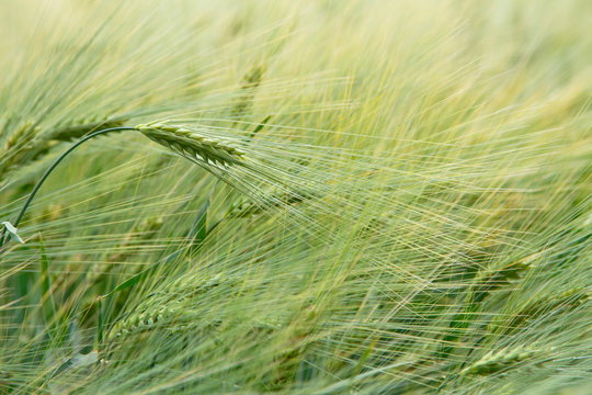 background image of green barley field