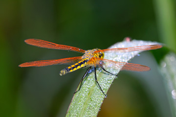 beautiful dragonfly