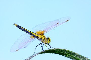 beautiful dragonfly