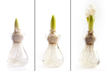 Crescita di un giacinto