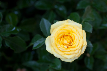Yellow Rose