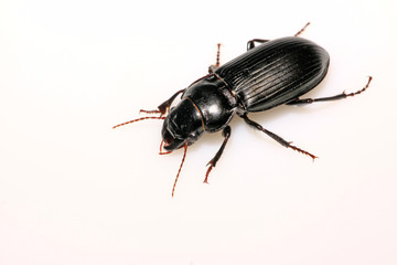 carabidae