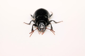 carabidae