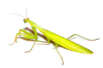 mantis