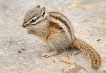 Chipmunk from Canada
