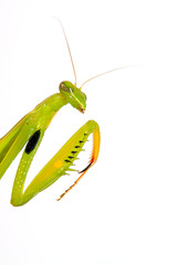 mantis