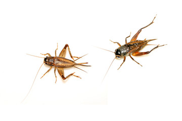insects - crickets