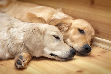 View of two dogs lying