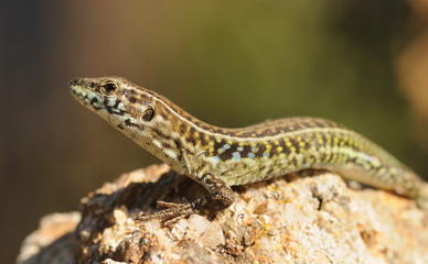 Tyrrhenian Wall Lizard (Podarcis tiliguerta)