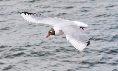 Fototapeta na wymiar Flying black-headed gull (Larus ridibundus)