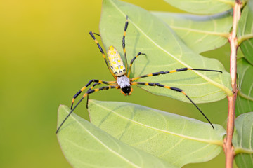 a spider