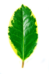 Fototapeta premium Leaf 2