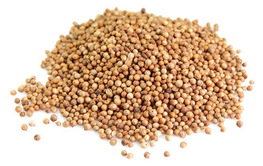 Coriander