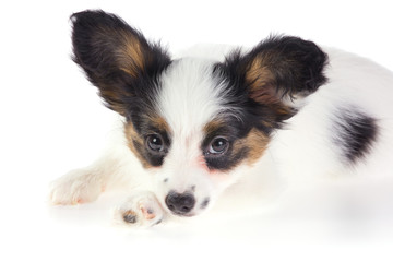 Puppy Papillon