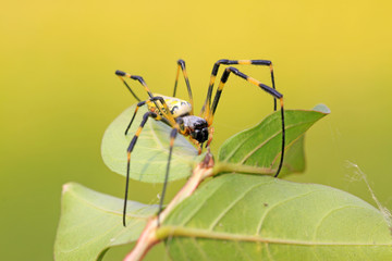 a spider