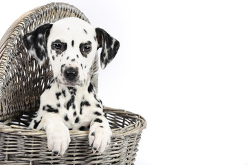 Dalmatian puppy in a basket - obrazy, fototapety, plakaty