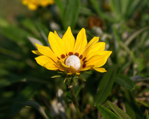 Yellow flower with shell