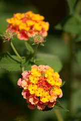 Lantana