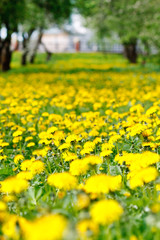 Obraz premium Field of dandelions