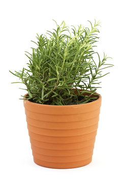 the herb rosemary in a flower pot