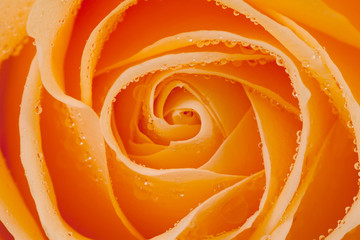 beautiful orange rose with water drops in closeup