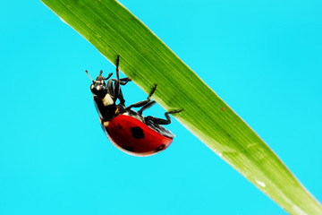 ladybug on sunflower