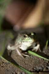 Frog Prince Charming Vertical