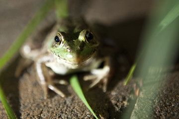 Frog Prince Charming Horizontal
