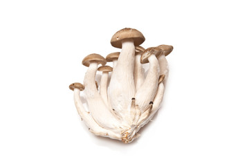 exotic edible mushrooms