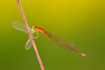 predator damselflies