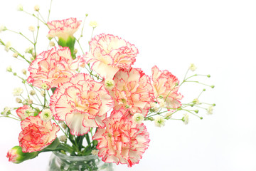 carnation