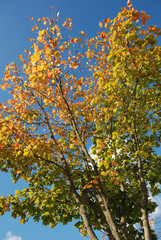 Tree in autumn colours