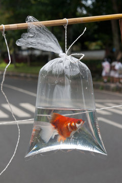 Goldfish In A Bag