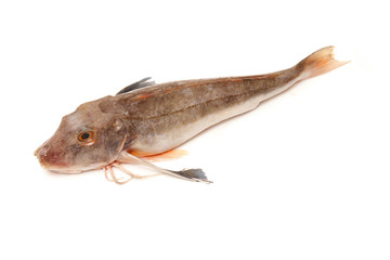 Gurnard Fish on a white background.