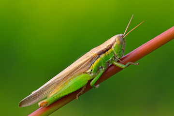 oxya lurking in the plant stem