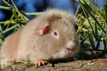 Cochon d'Inde US Teddy poils ras lilas