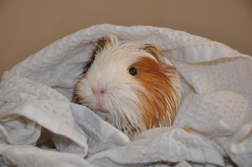 Cochon d'Inde après le bain dans sa serviette