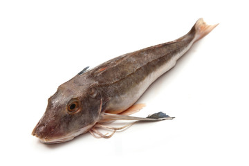 Fototapeta premium Gurnard fish on a white background