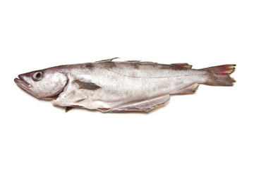 Pollock or Pollack fish isolated on a white studio background.