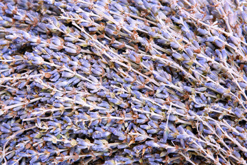 Lavender pattern