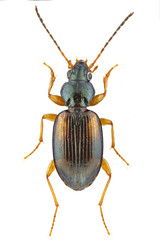 Ocydromus tatracolus